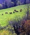 La falta de planificaci�n �pone en riesgo el car�cter de parque natural de Redes�