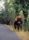 La vaca l�Albaresa de raza catalana, en riesgo de desaparici�n