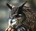 aves, observaci�n de aves, ornitolog�a