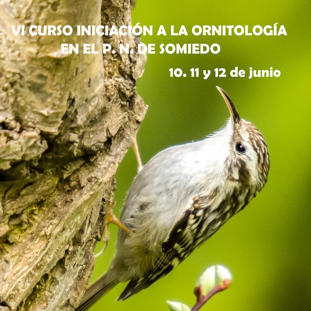 ornitología en Somiedo